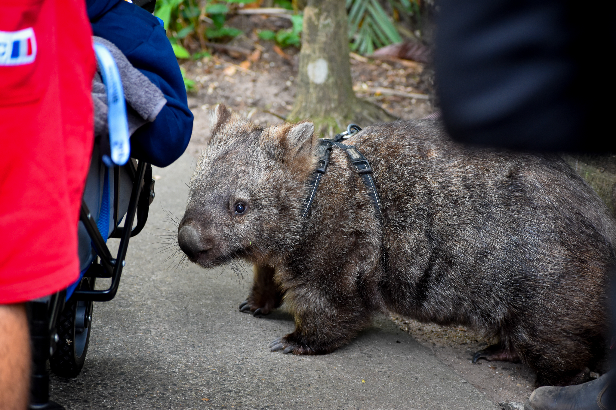 Common Wombat Investigating Pram