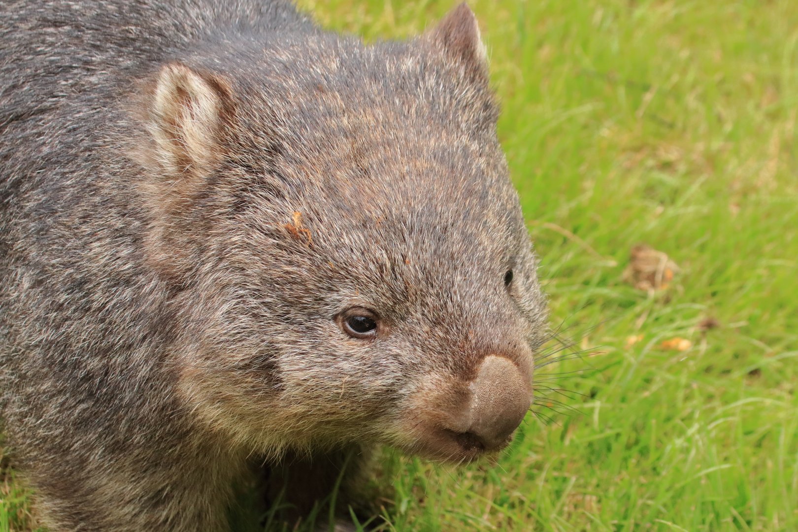 Common wombat (July 2020)