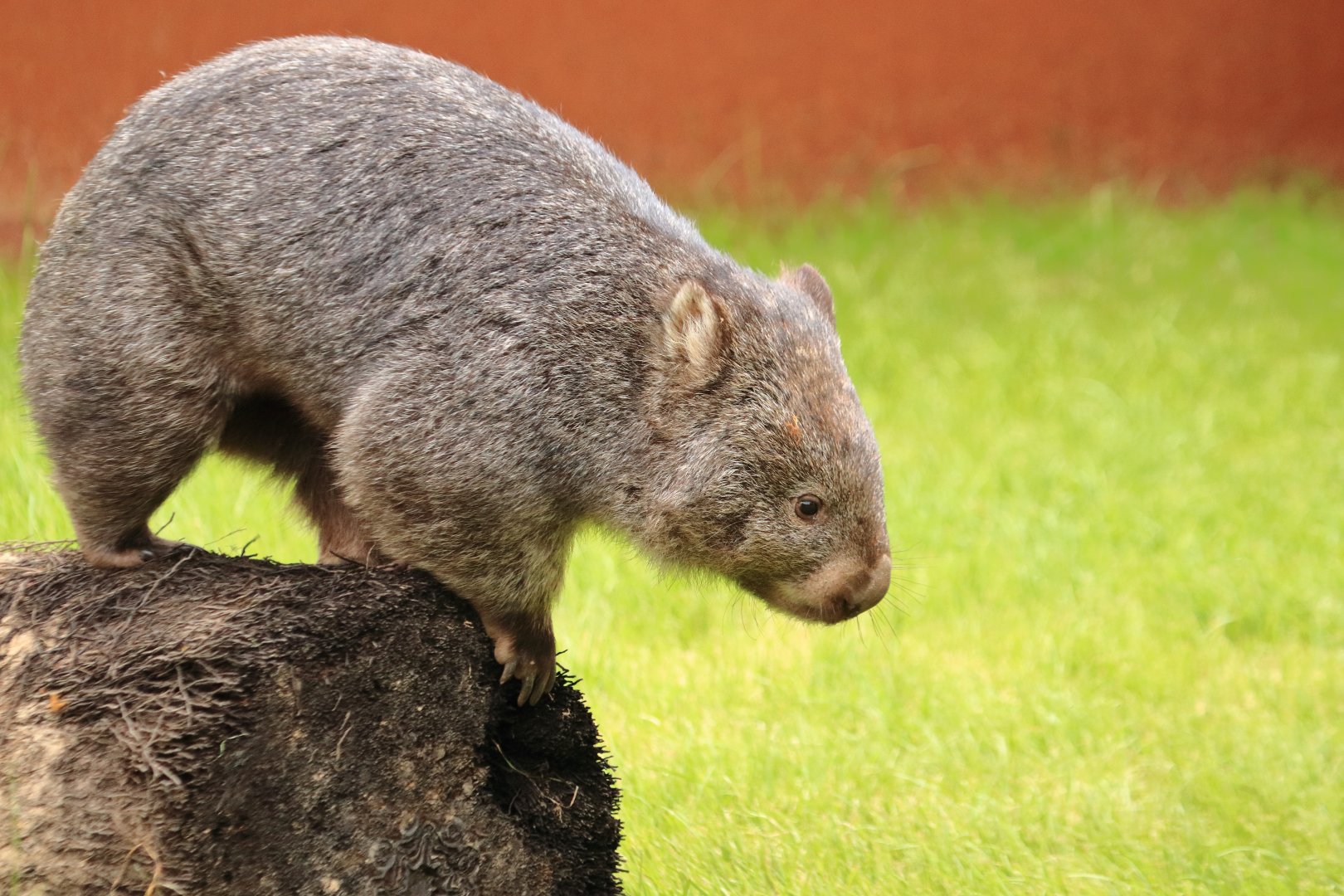 Common wombat (July 2020)