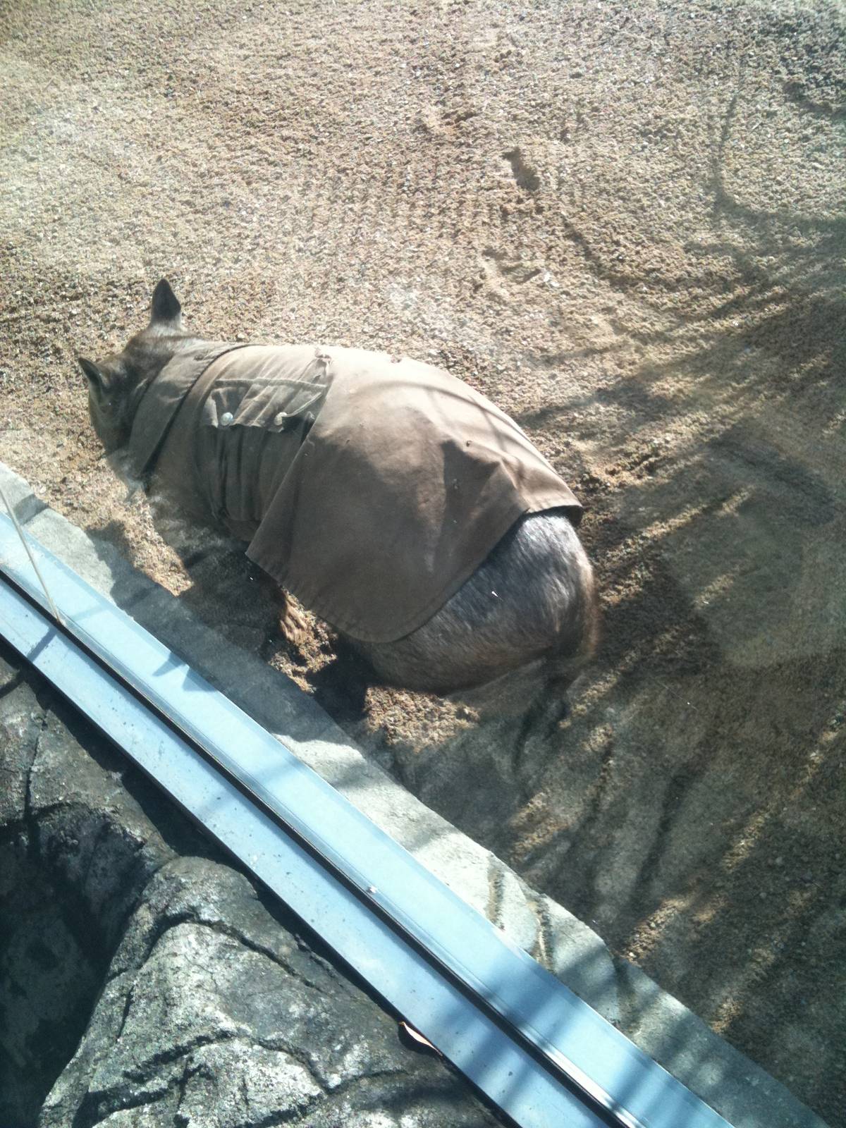 Common Wombat Juune 2010