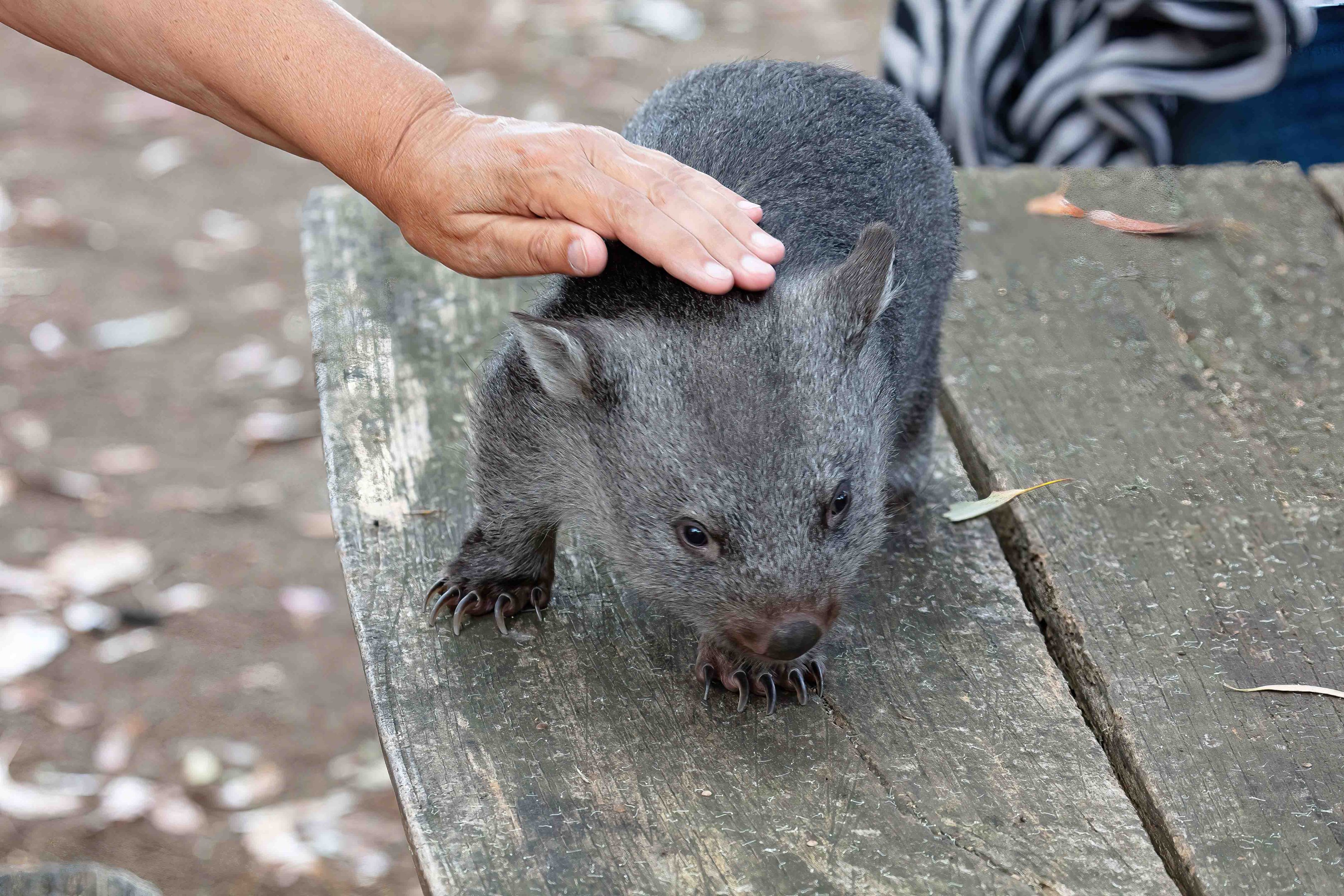Common Wombat "Ninny"