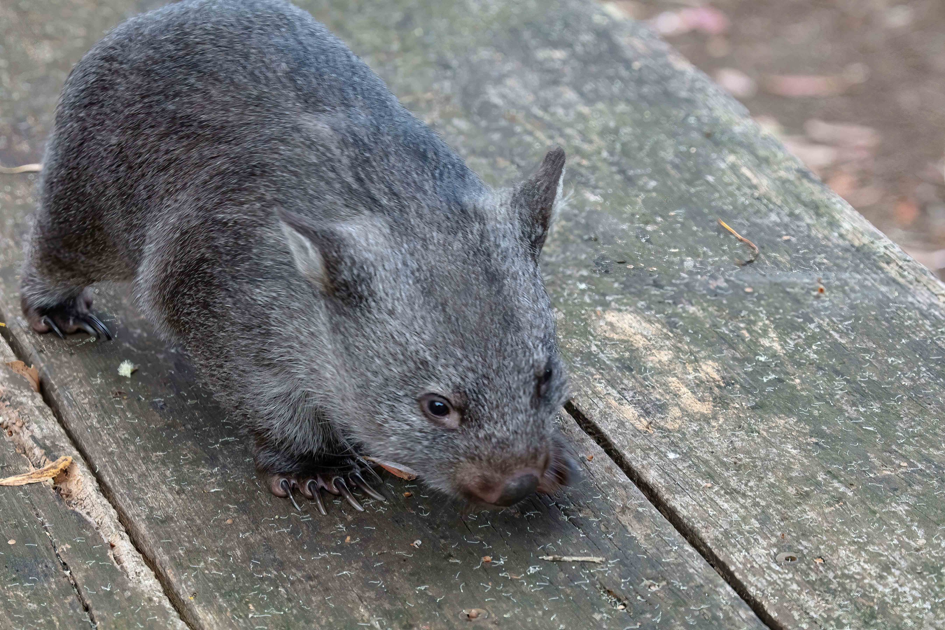 Common Wombat "Ninny"