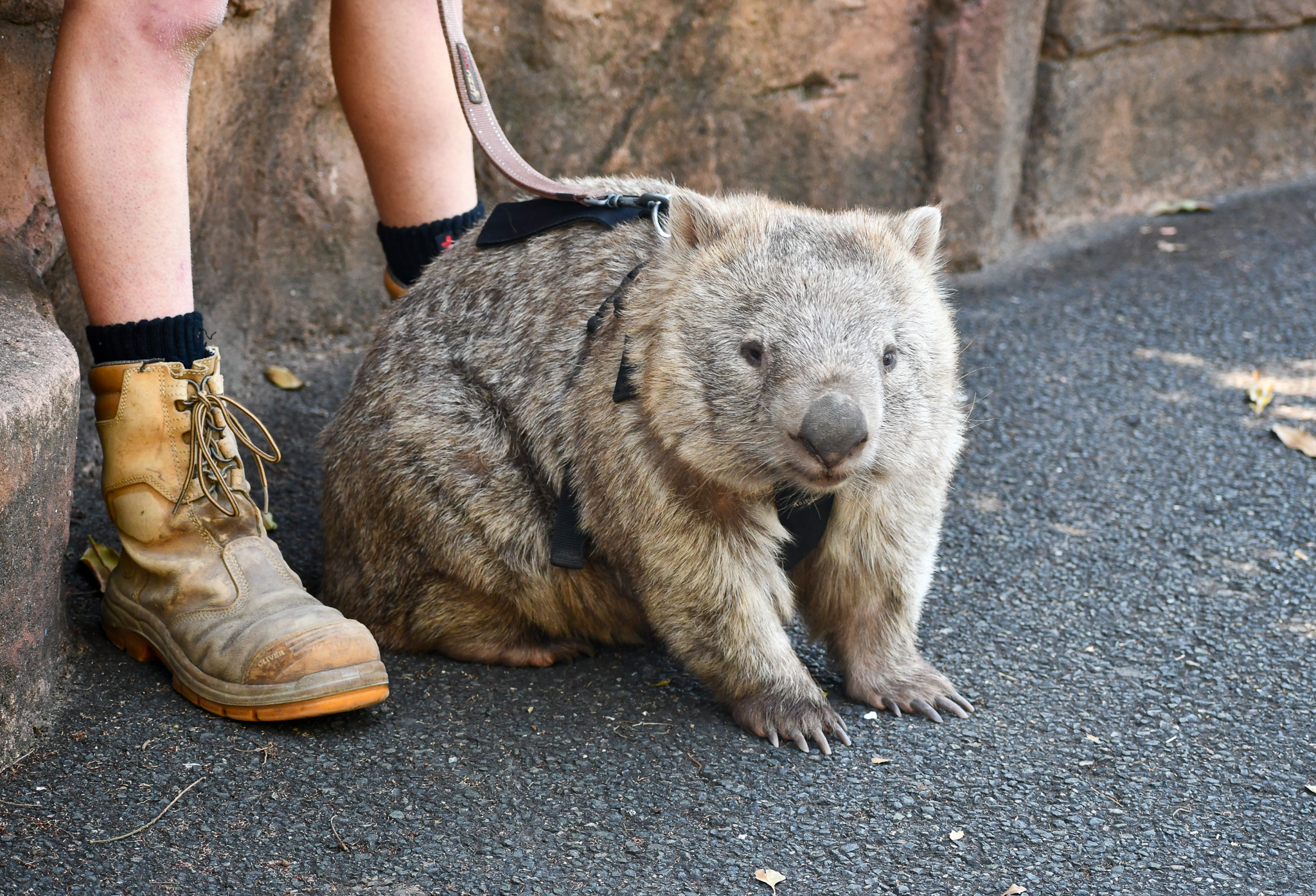 Common Wombat on lead