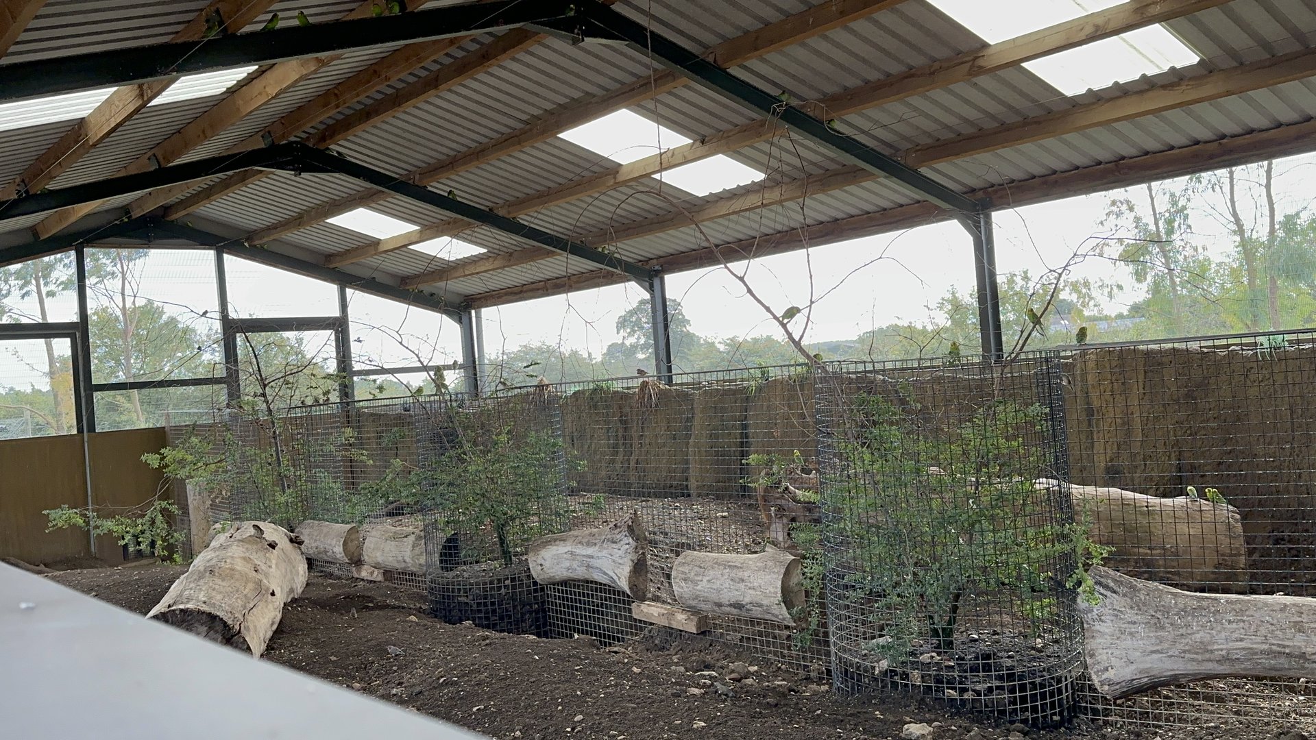Common Wombat Outdoor Enclosure at Hamerton Zoo Park (October 2023)