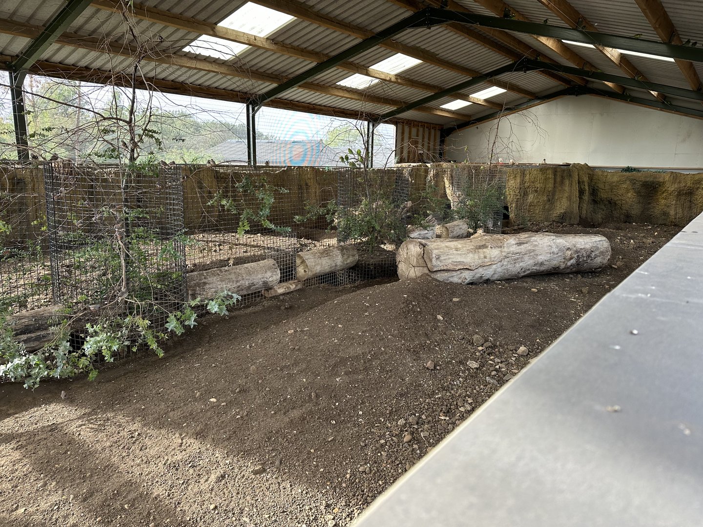 Common Wombat Outdoor Enclosure at Hamerton Zoo Park (October 2023)