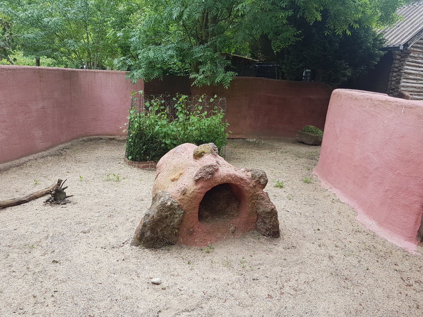 Common wombat outdoor enclosure