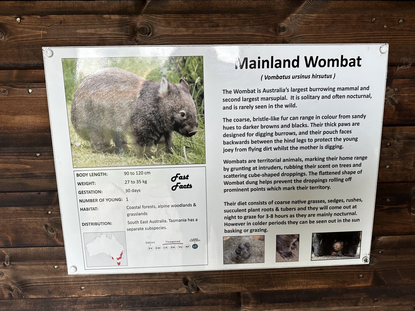Common Wombat Signage at Hamerton Zoo Park (October 2023)