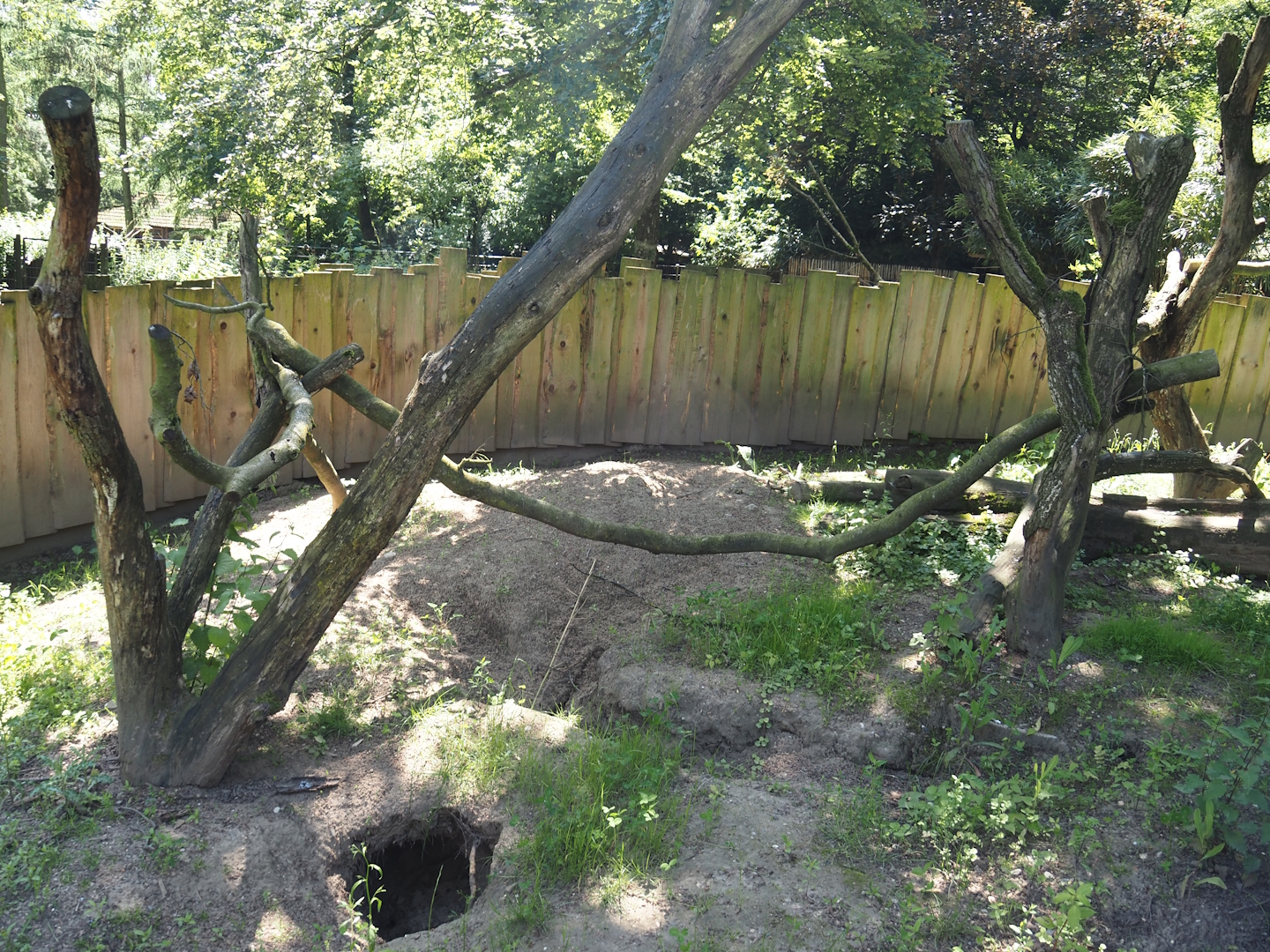 Common wombat, South-east Australian short-beaked echidna and seasonal koala outdoor exhibit, 2024-06-08