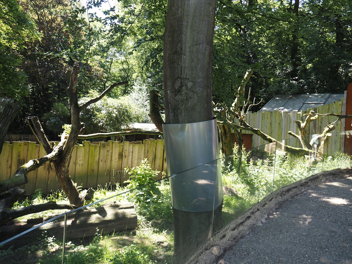 Common wombat, South-east Australian short-beaked echidna and seasonal koala outdoor exhibit, 2024-06-08