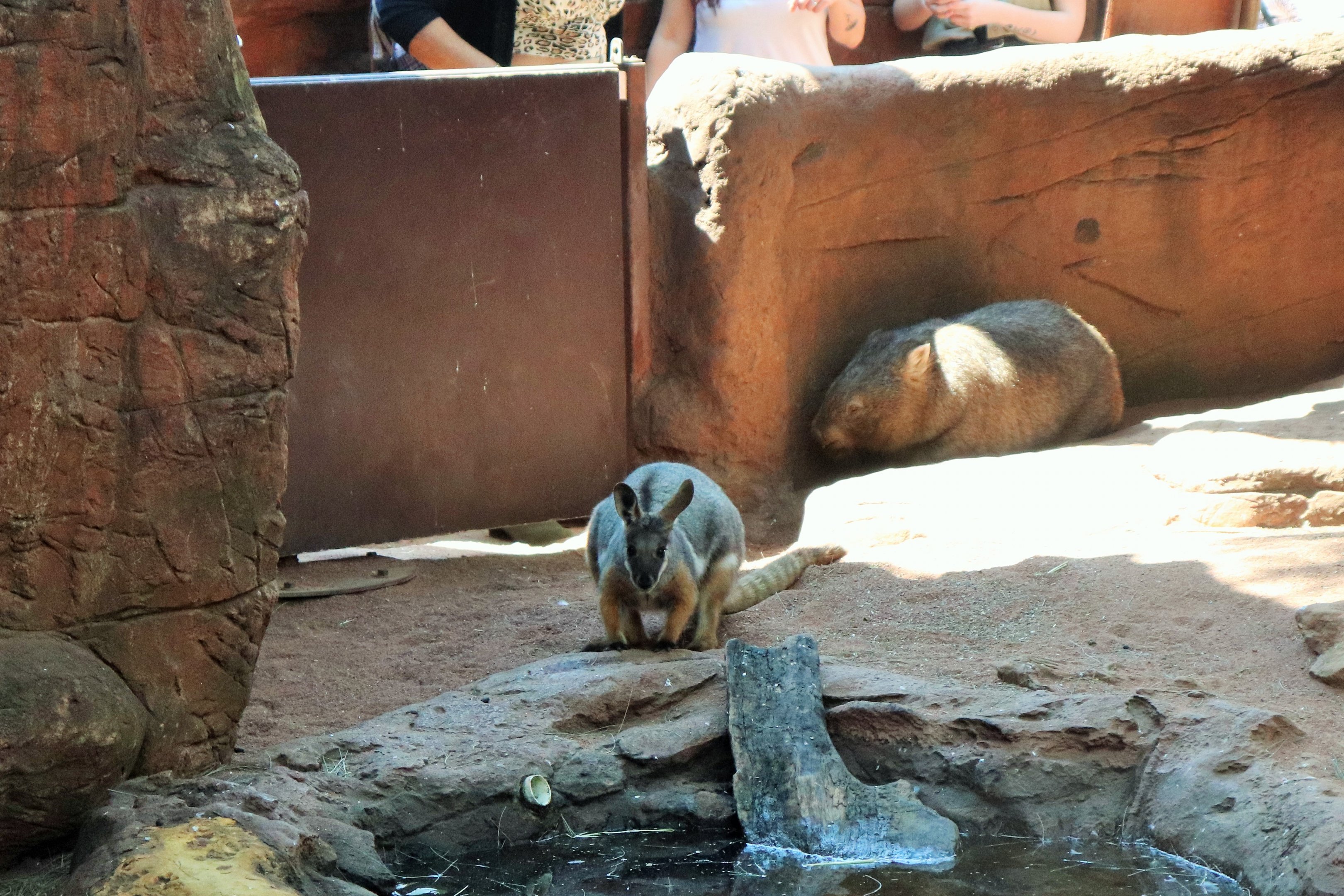 Common Wombat (Vombatus ursinus) and Yellow-footed Rock Wallaby (Petrogale xanthopus)