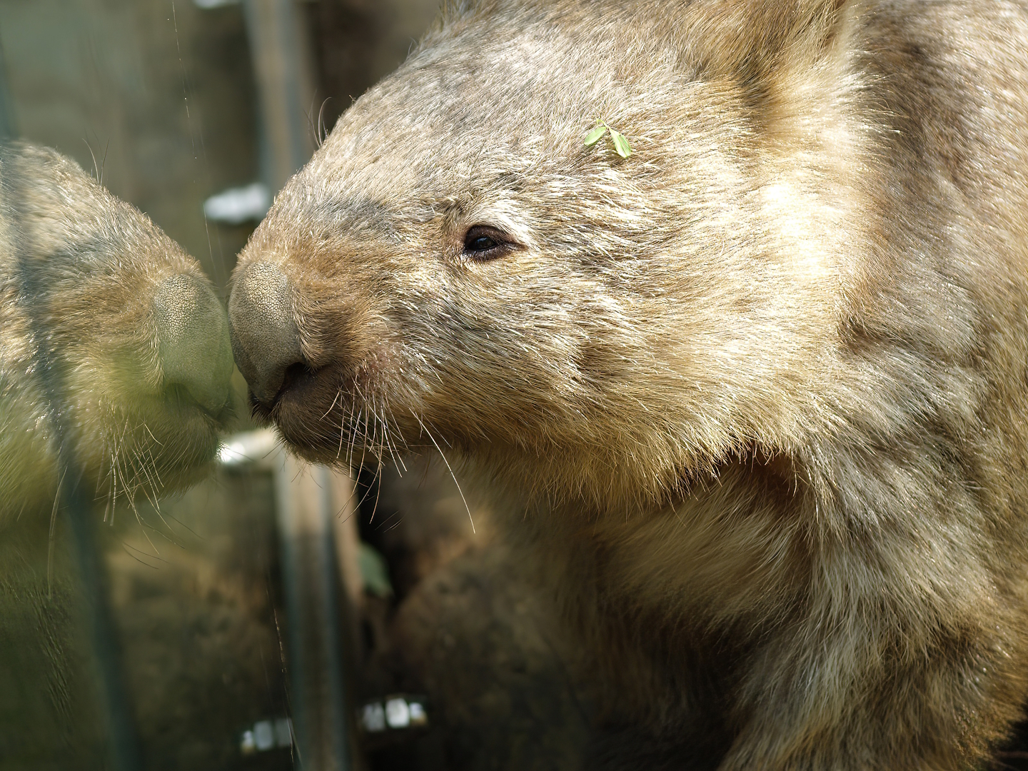 Common wombat (Vombatus ursinus hirsutus), 2008-08-06