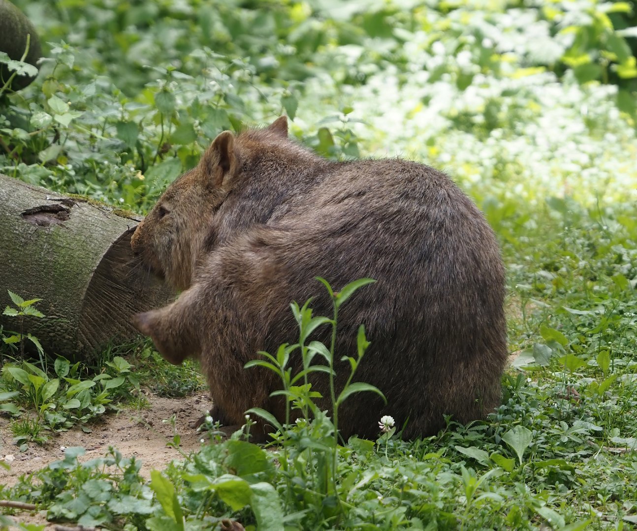 Common wombat (Vombatus ursinus hirsutus), 2024-06-08