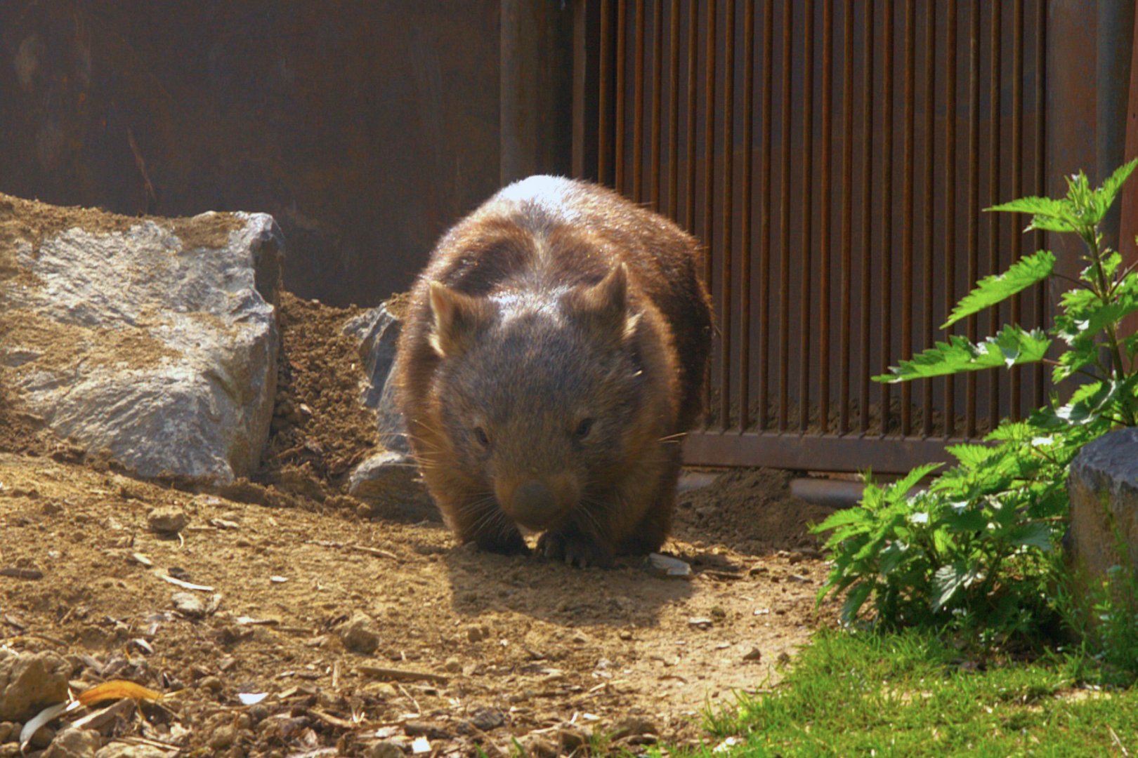 Common Wombat (Vombatus ursinus hirsutus), 25-04-25