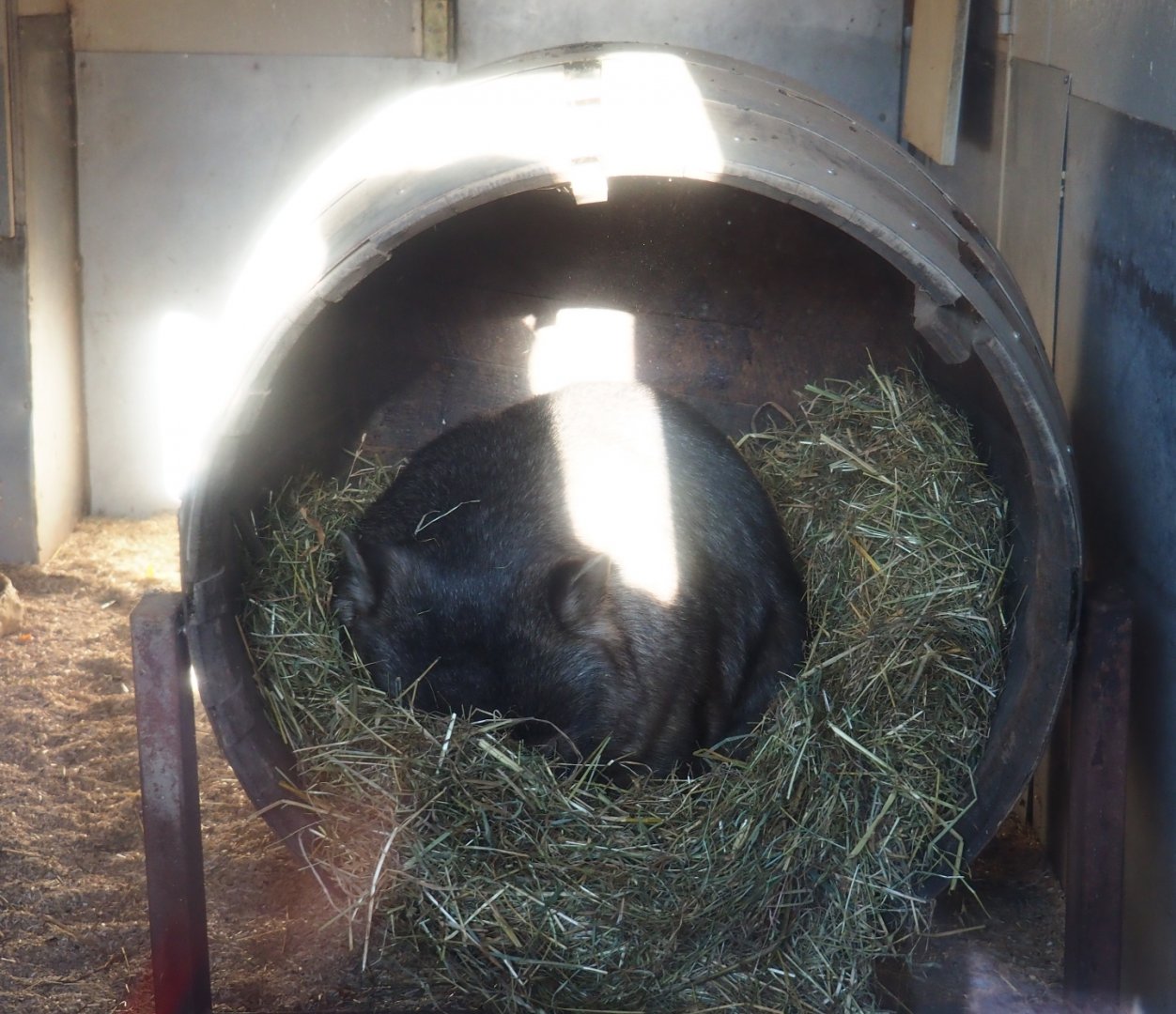 Common wombat (Vombatus ursinus hirsutus) sleeping in a barrel (Nov 18th, 2018)
