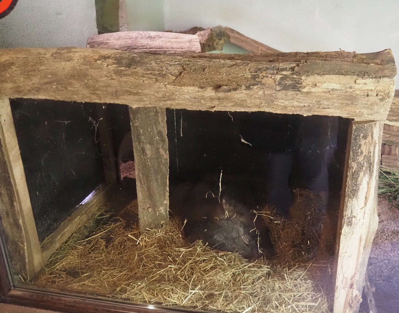 Common wombat (Vombatus ursinus hirsutus) sleeping in den, 2024-09-17