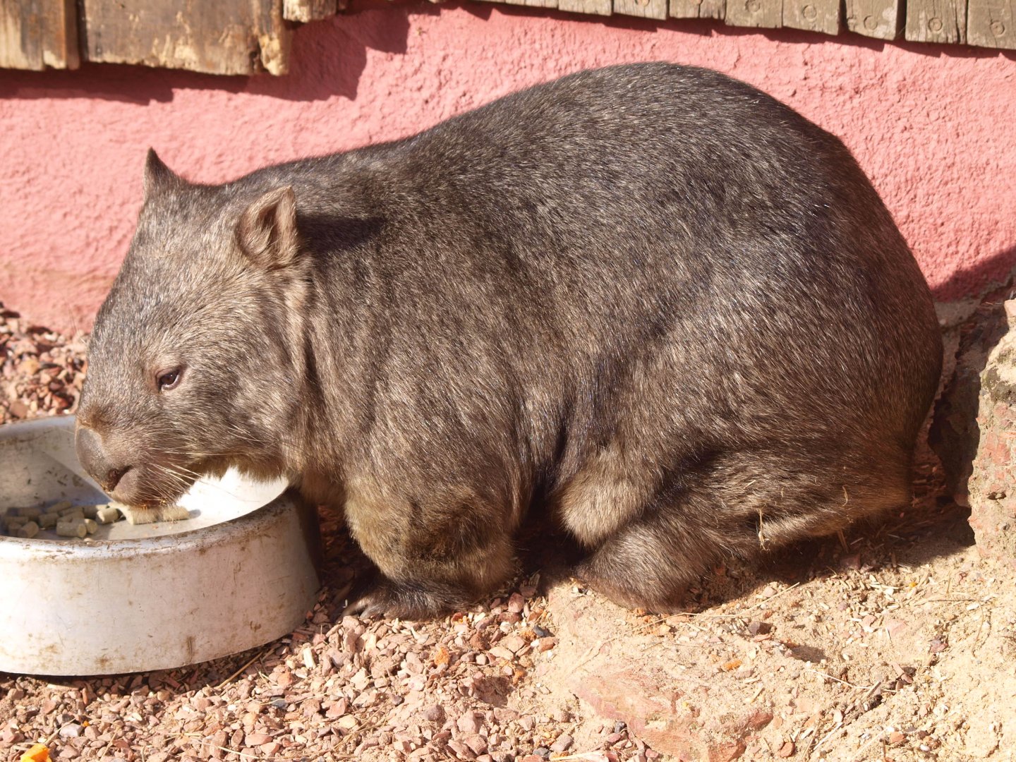 Common wombat (Vombatus ursinus hirsutus)