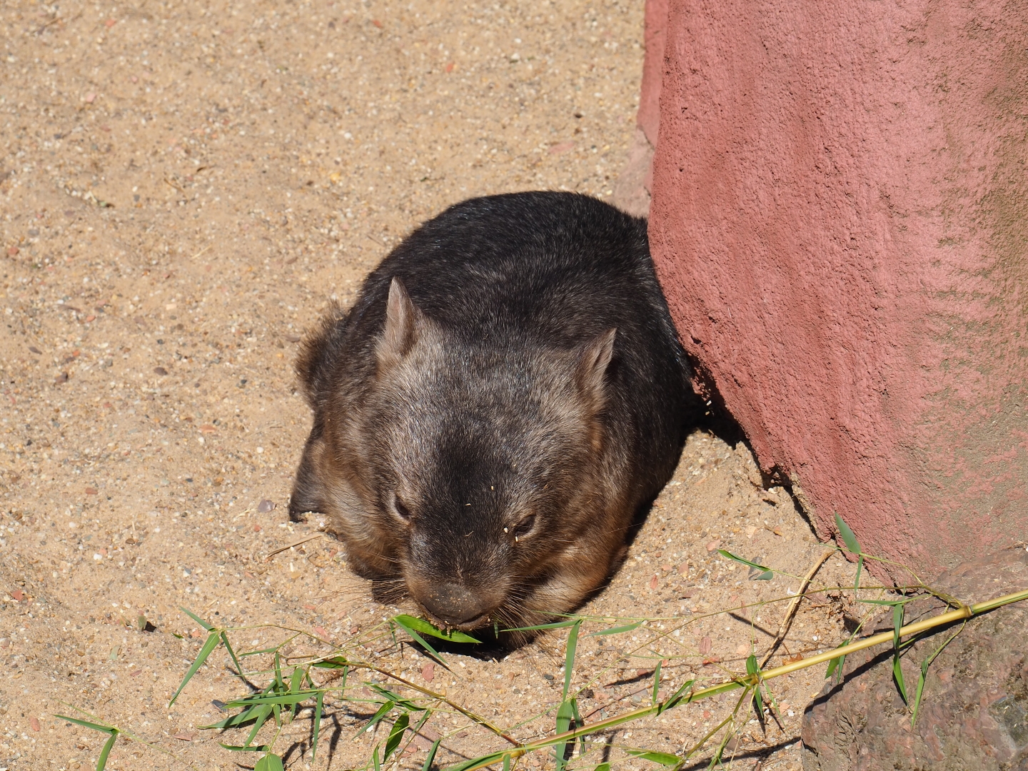 Common wombat (Vombatus ursinus hirsutus)