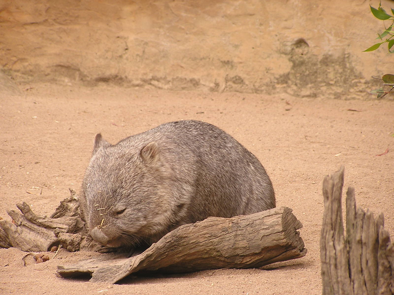 Common wombat/ Vombatus ursinus
