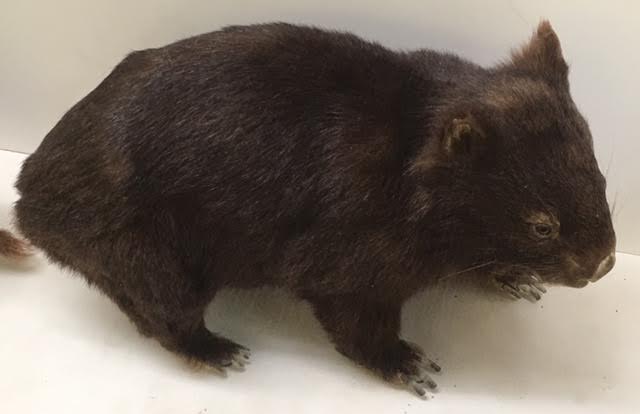 Common wombat (Vombatus ursinus)