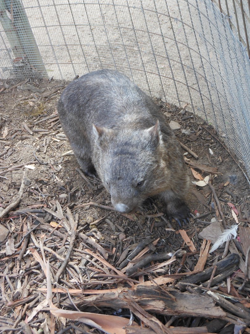Common Wombat (Vombatus ursinus)