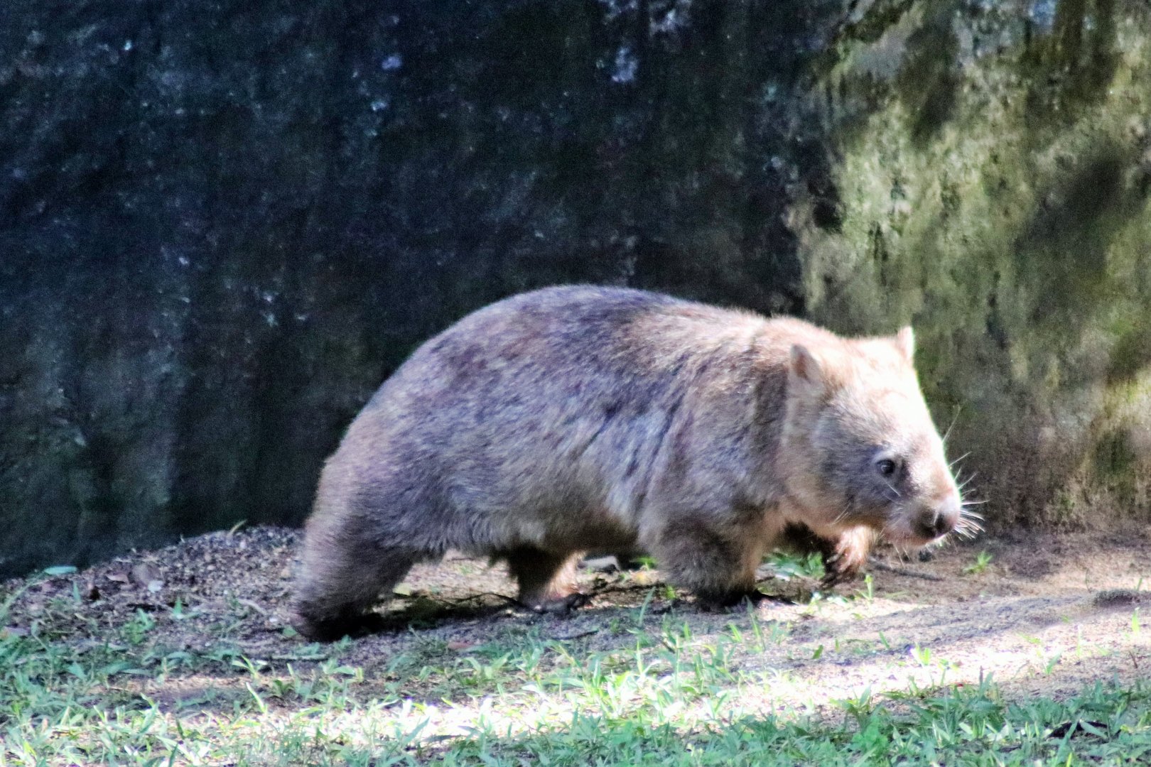 Common Wombat (Vombatus ursinus)