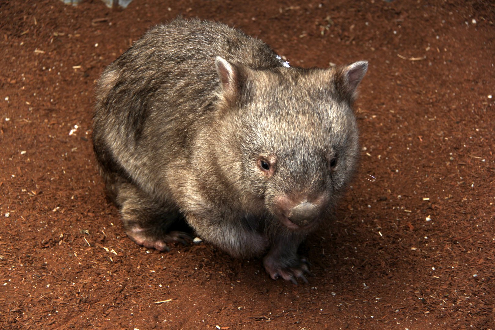 common wombat (Vombatus ursinus)