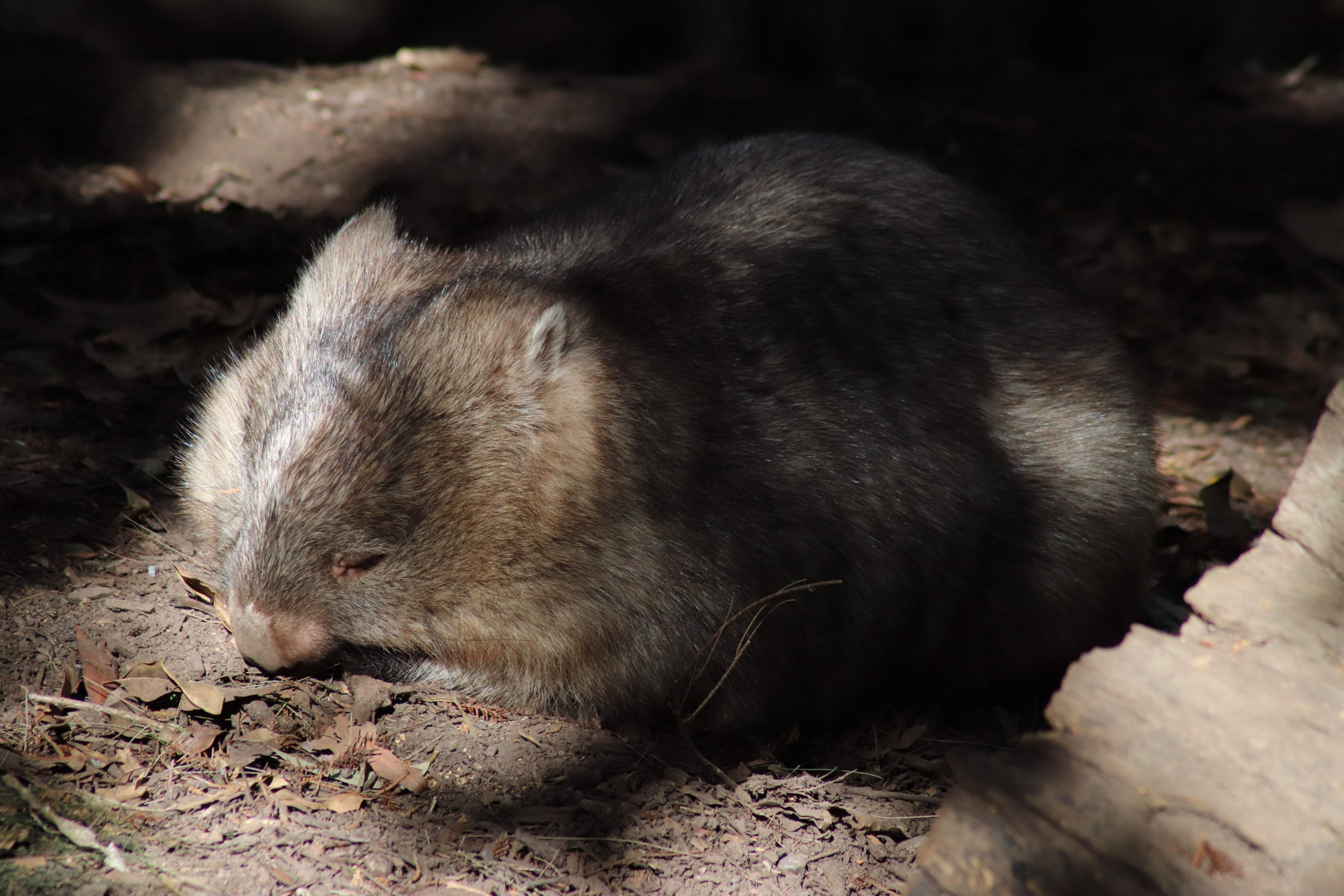 Common Wombat (Vombatus ursinus)