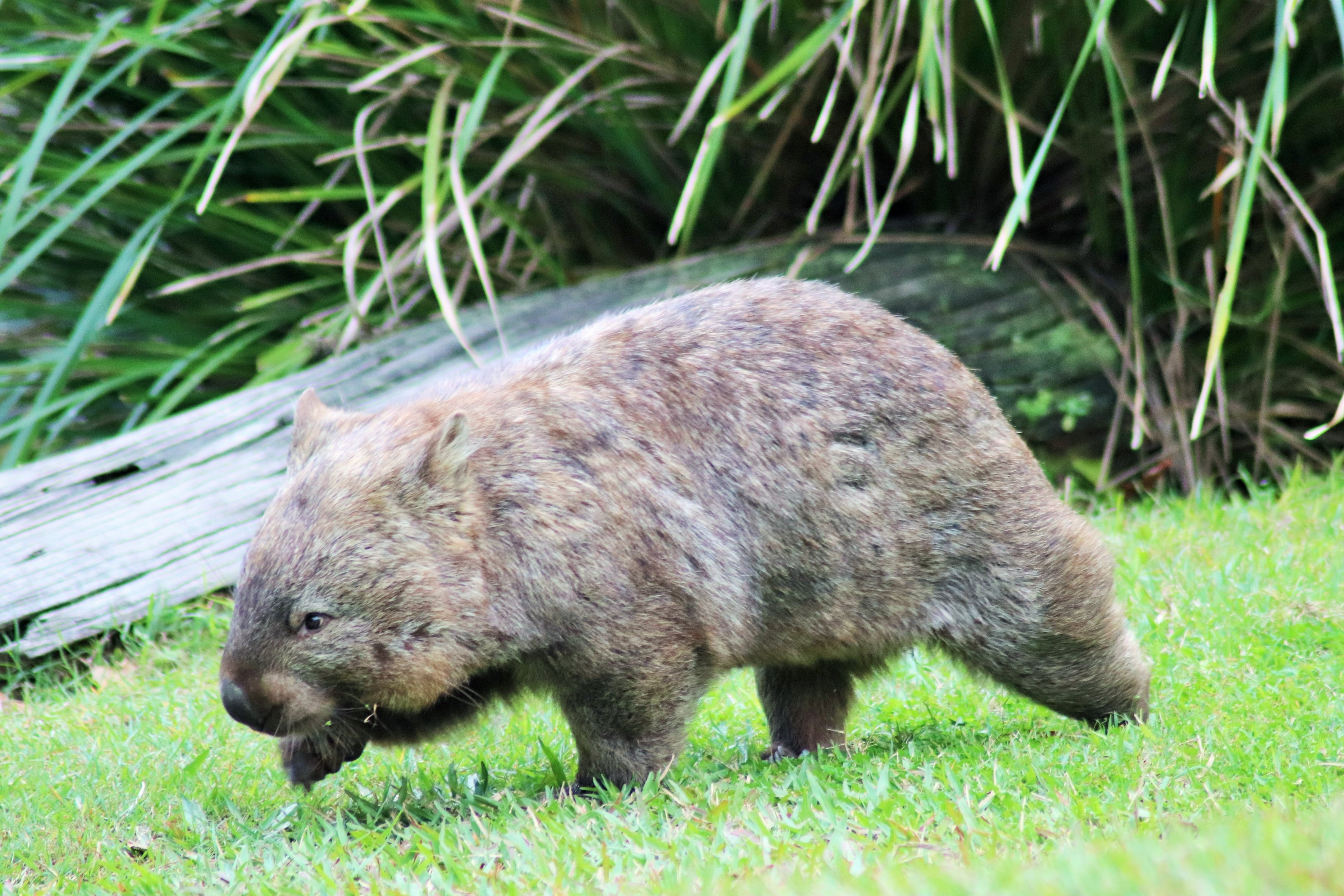 Common Wombat (Vombatus ursinus)