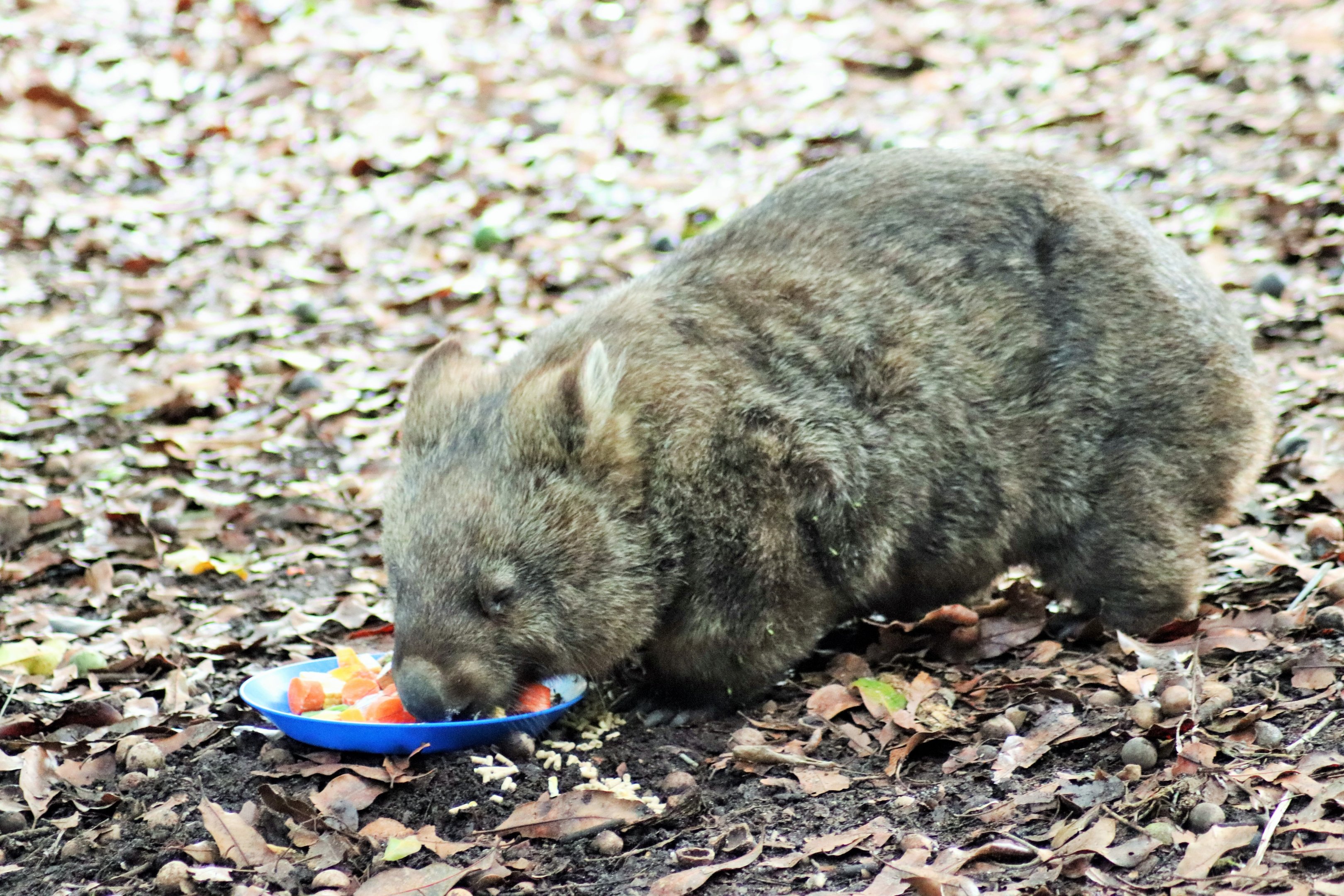 Common Wombat (Vombatus ursinus)