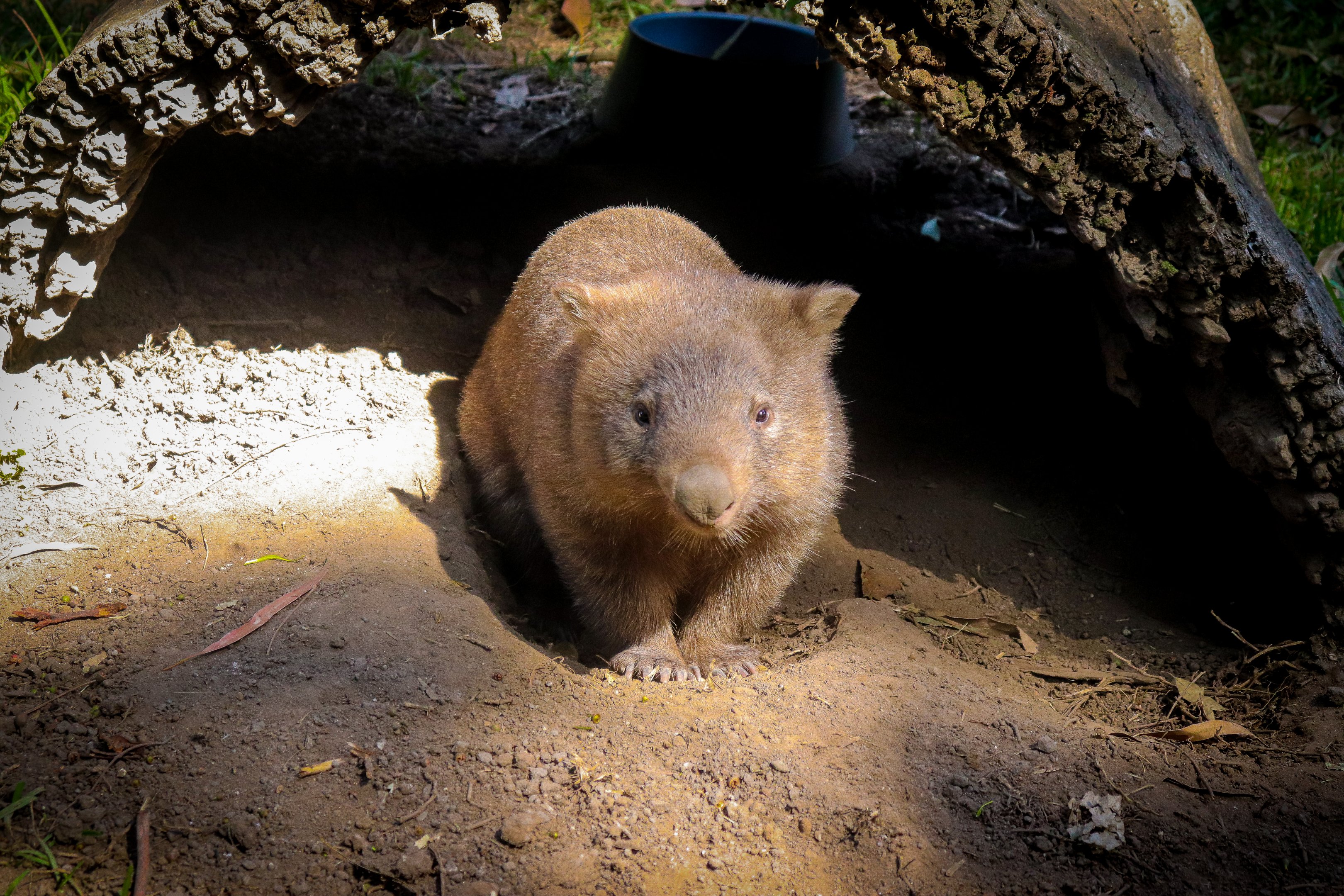 Common Wombat (Vombatus ursinus)