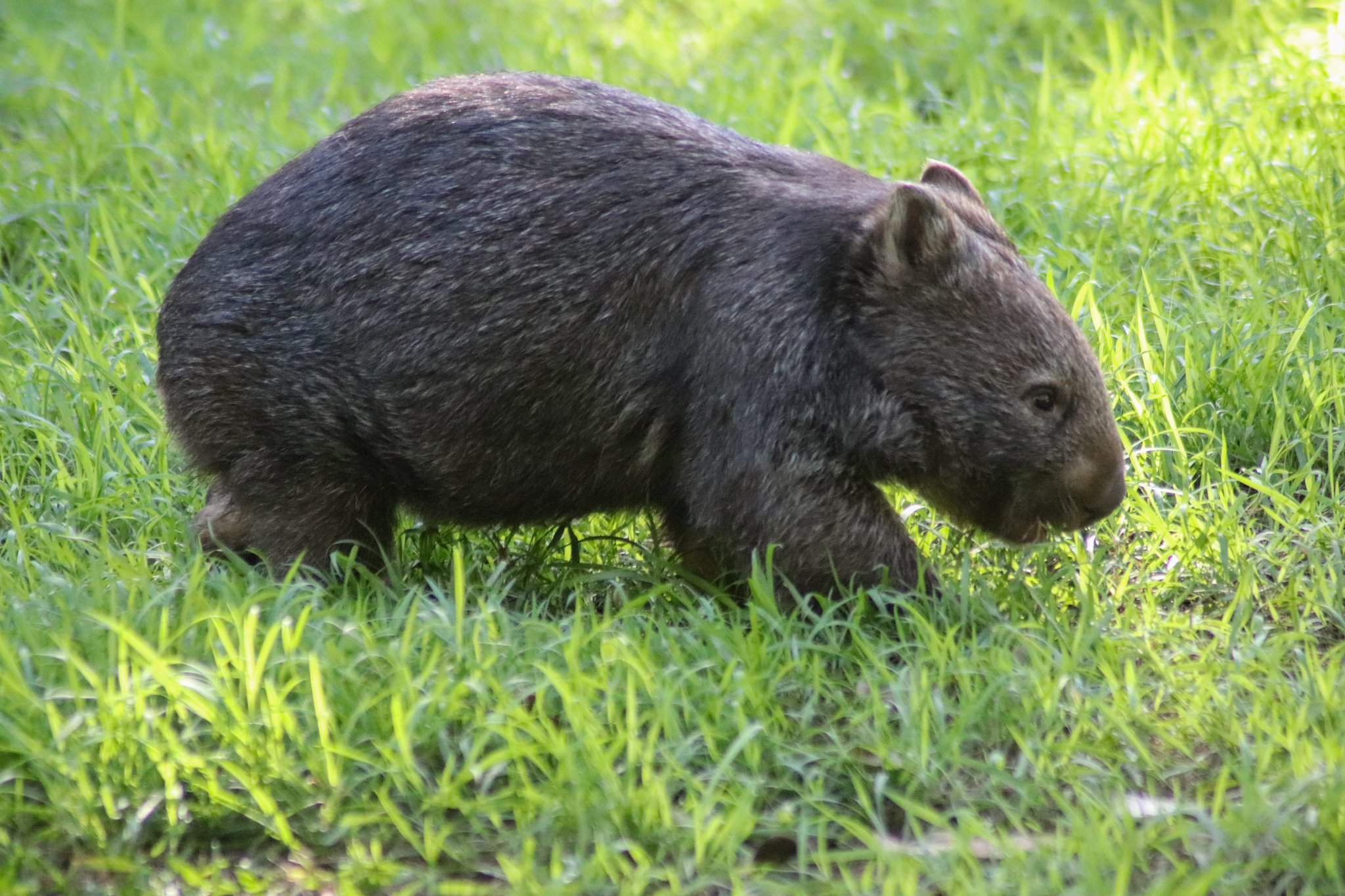 Common Wombat (Vombatus ursinus)