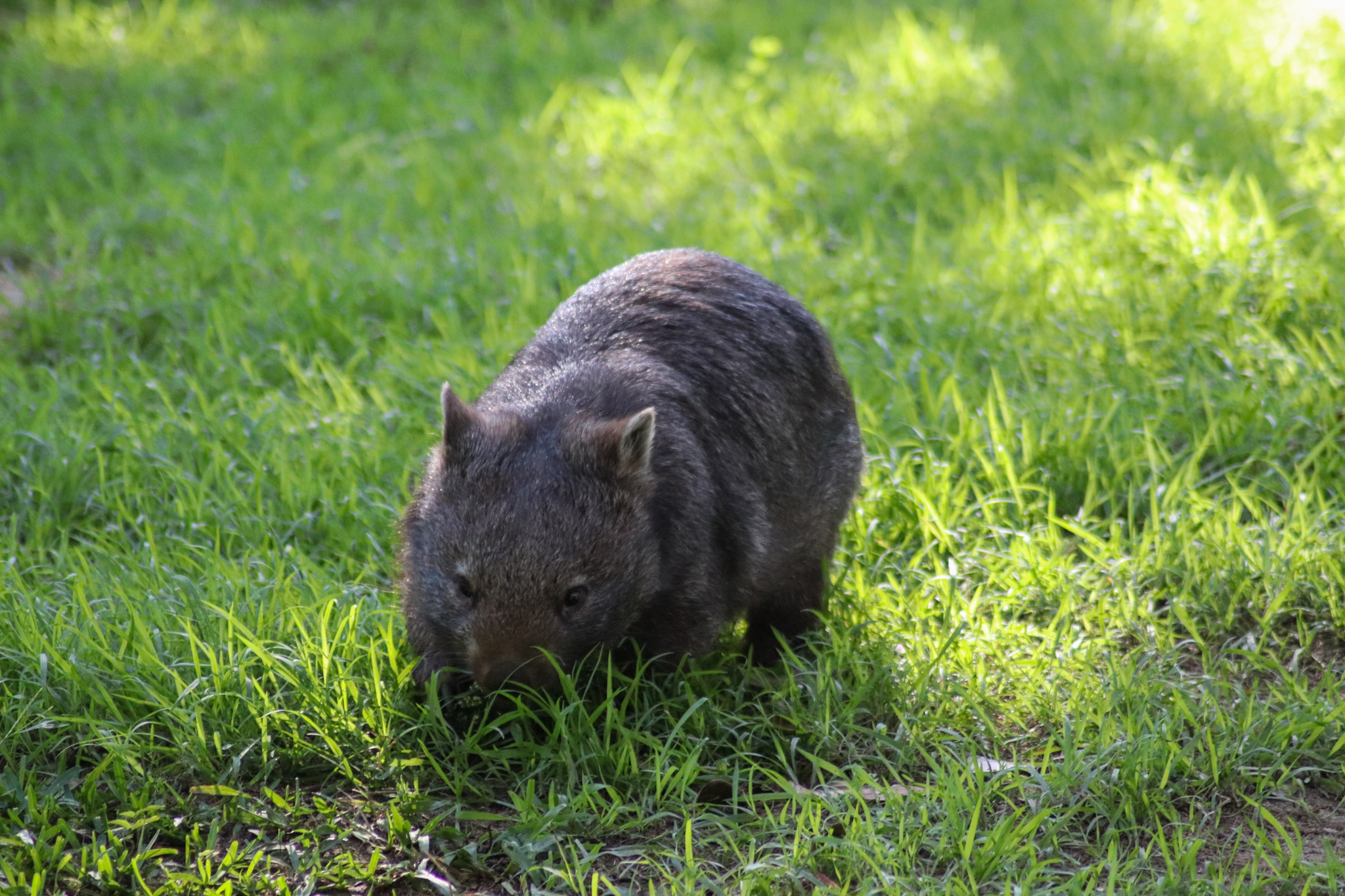 Common Wombat (Vombatus ursinus)