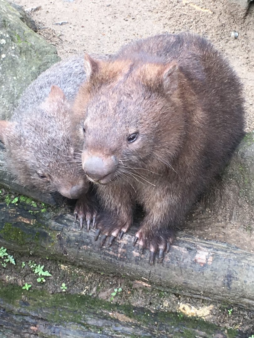 Common wombat (Vombatus ursinus)