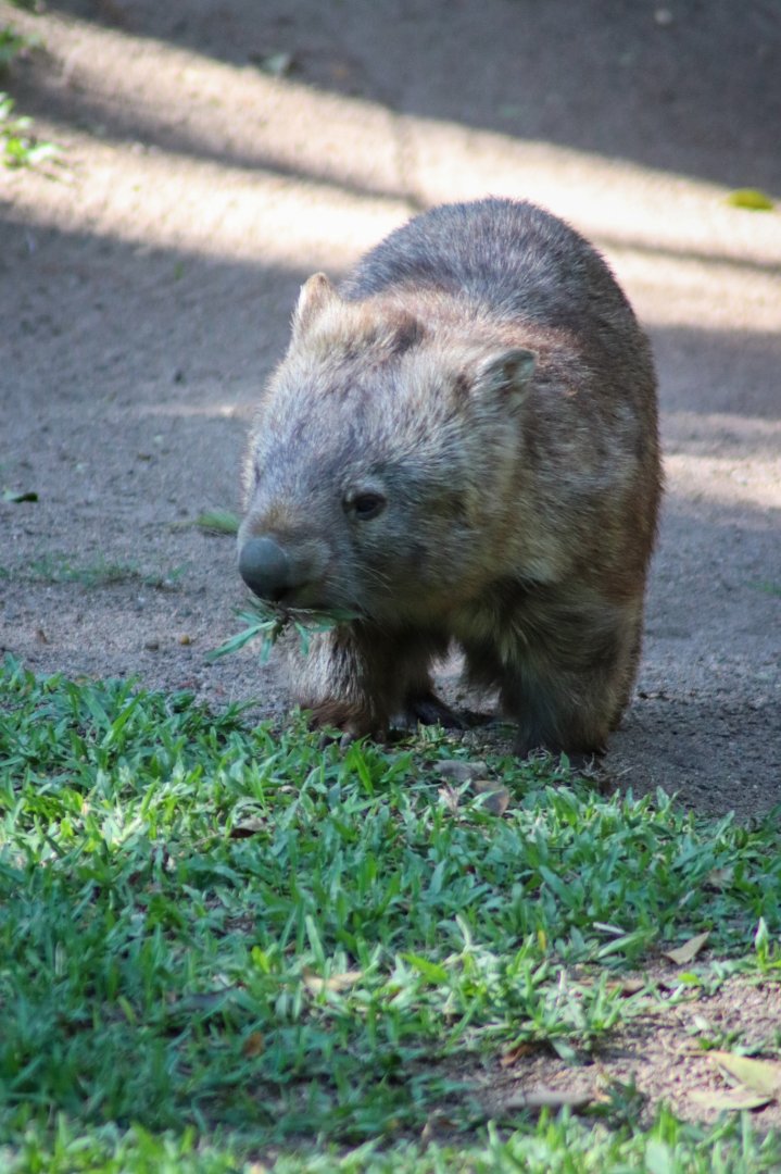 Common Wombat (Vombatus ursinus)