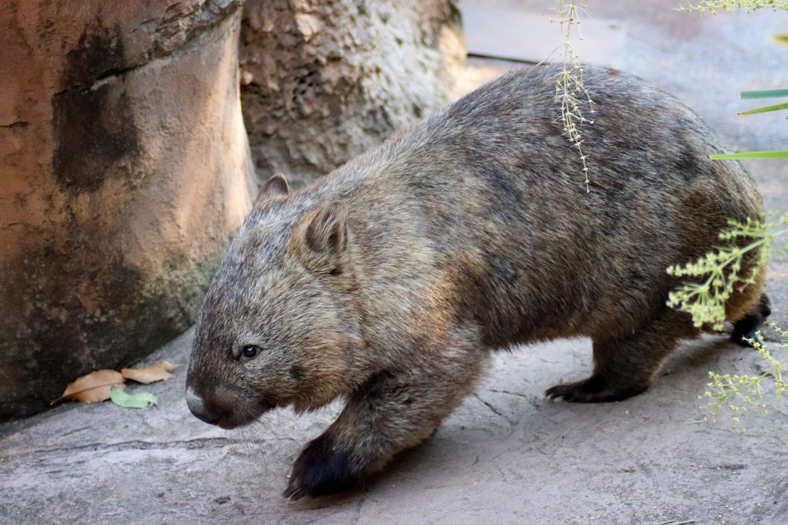 Common Wombat (Vombatus ursinus)