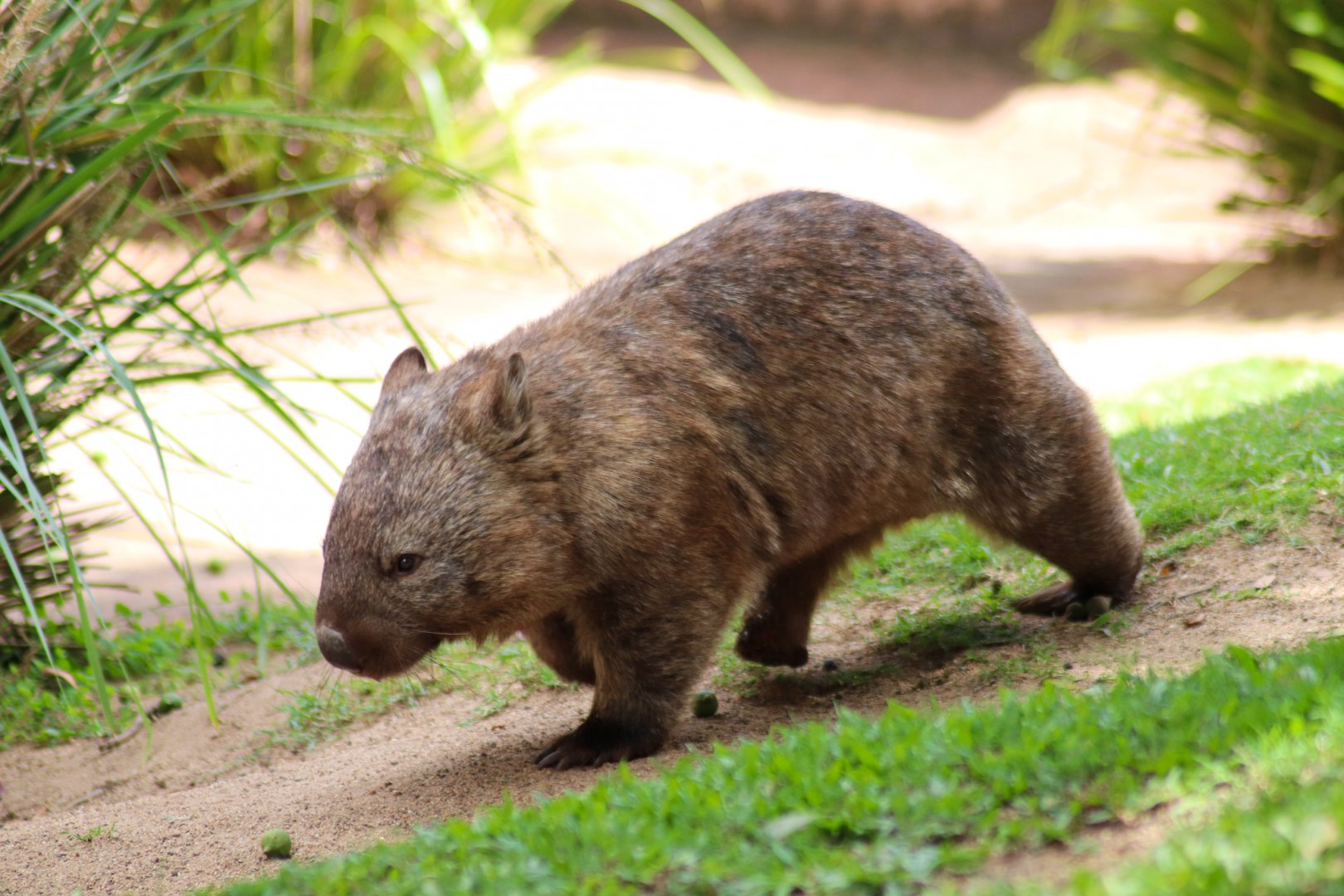 Common Wombat (Vombatus ursinus)