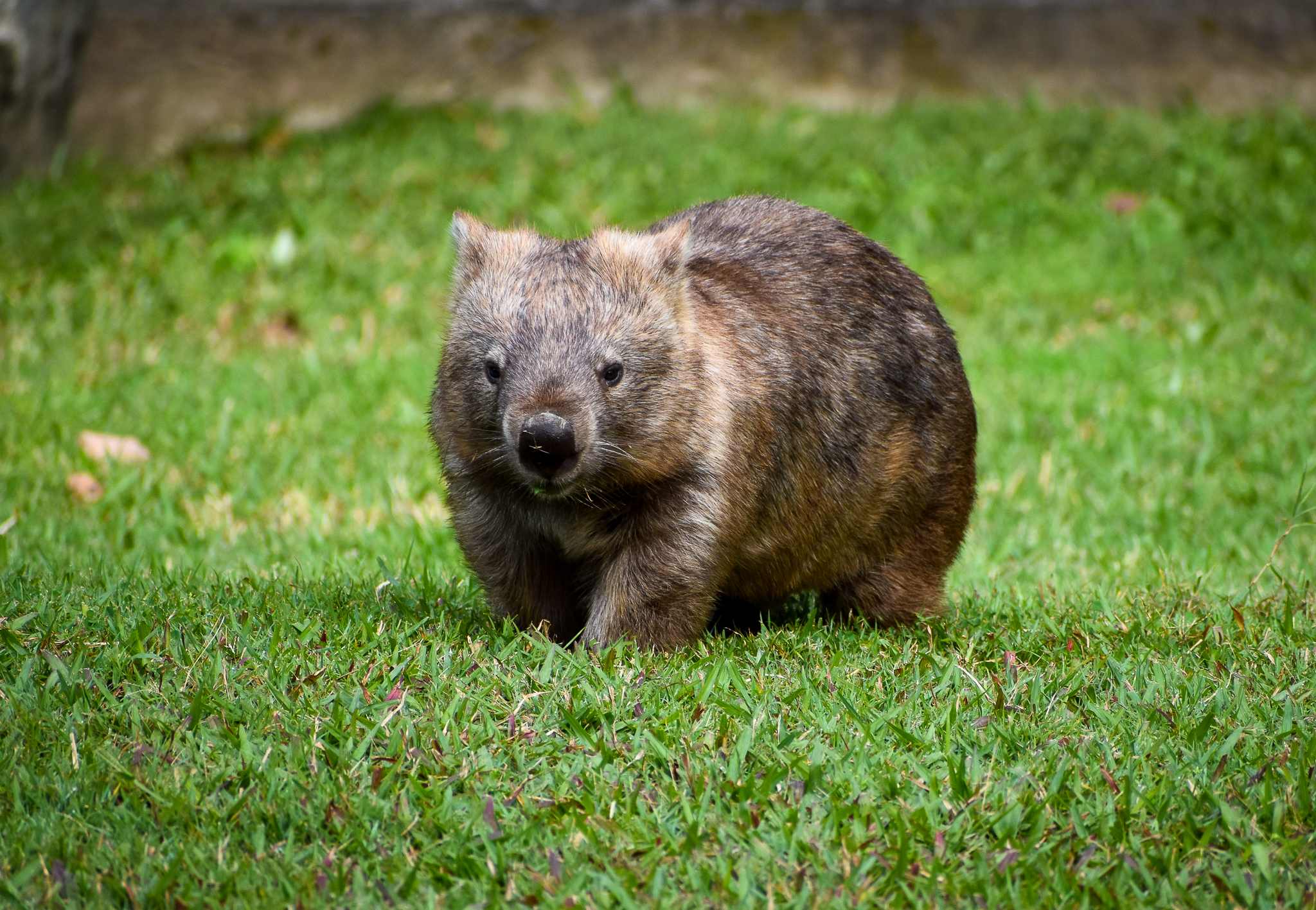 Common Wombat (Vombatus ursinus)