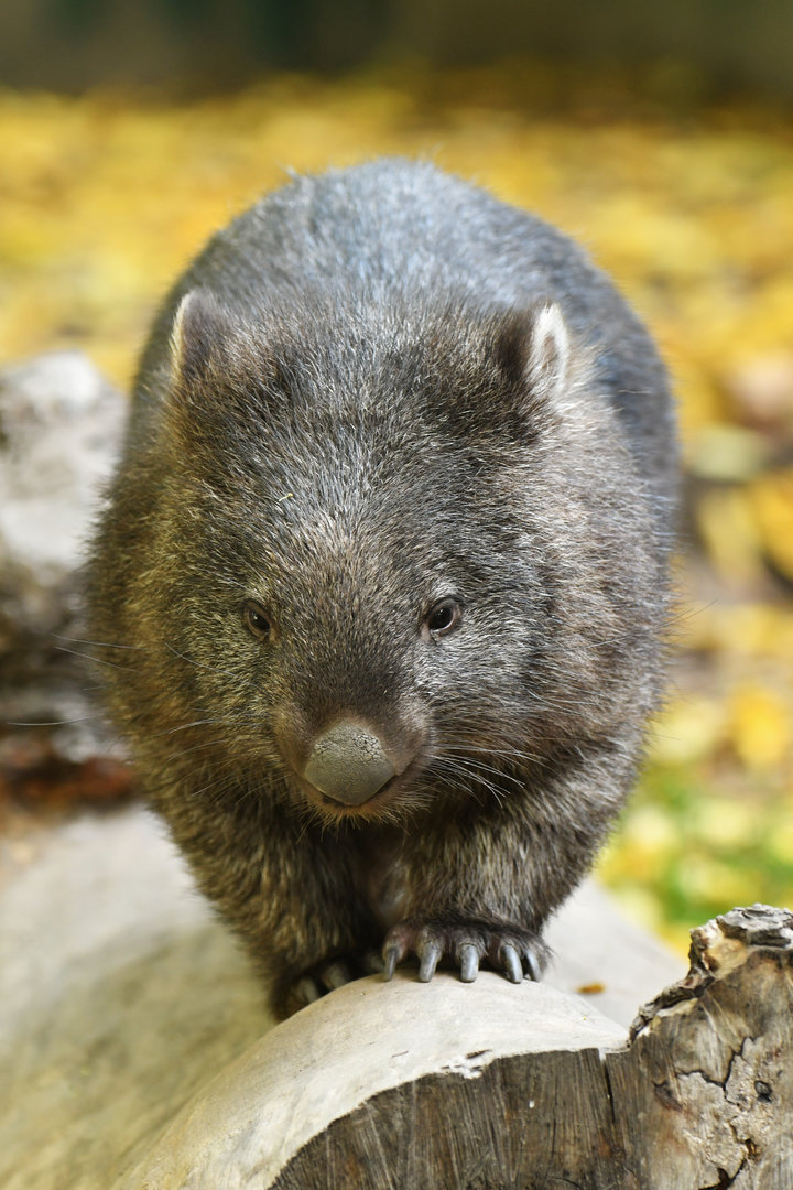 Common wombat (Vombatus ursinus)