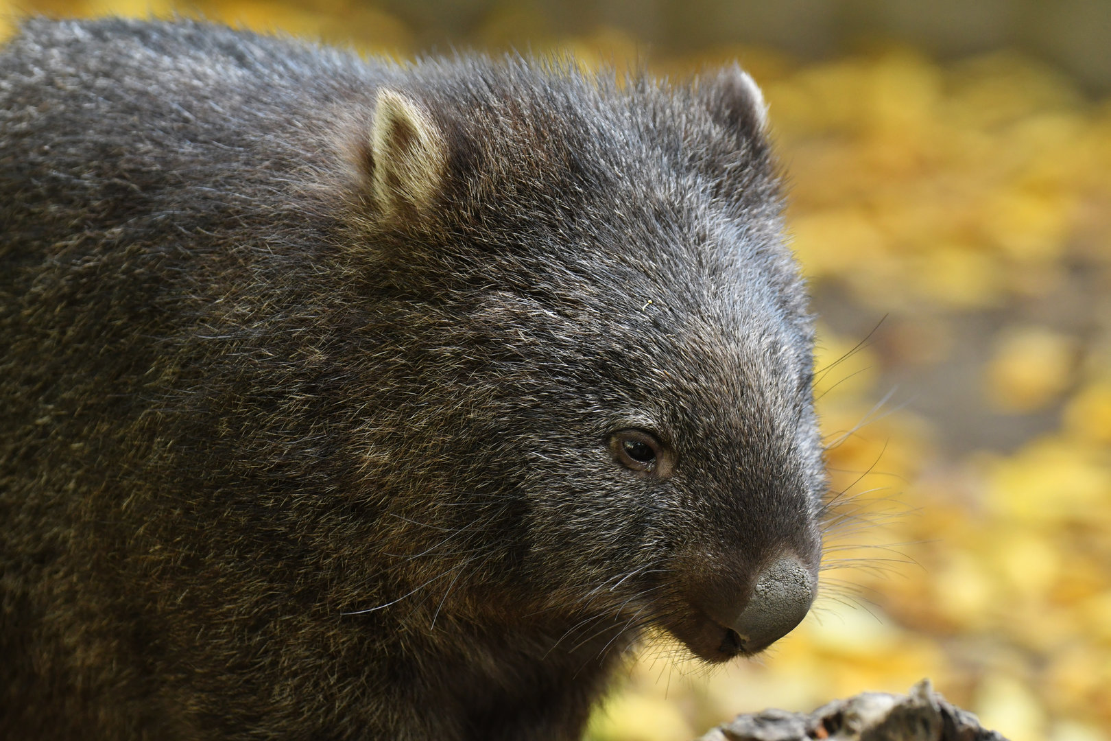 Common wombat (Vombatus ursinus)