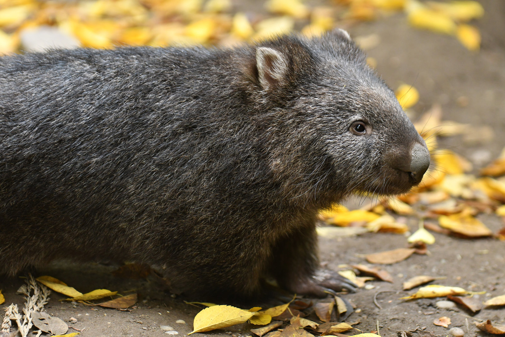 Common wombat (Vombatus ursinus)