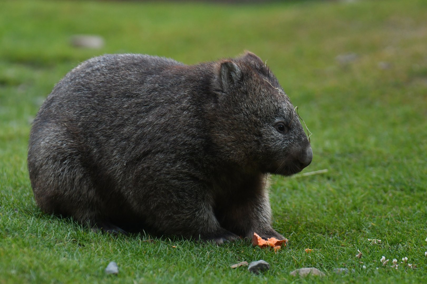 Common wombat (Wombatus ursinus)