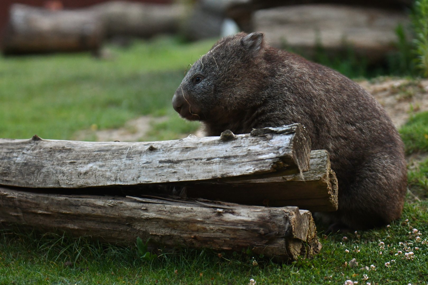 Common wombat (Wombatus ursinus)