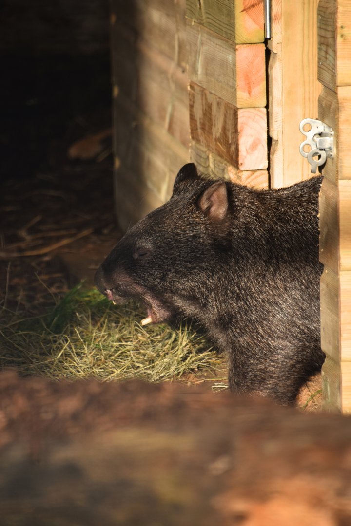 Common wombat yawn