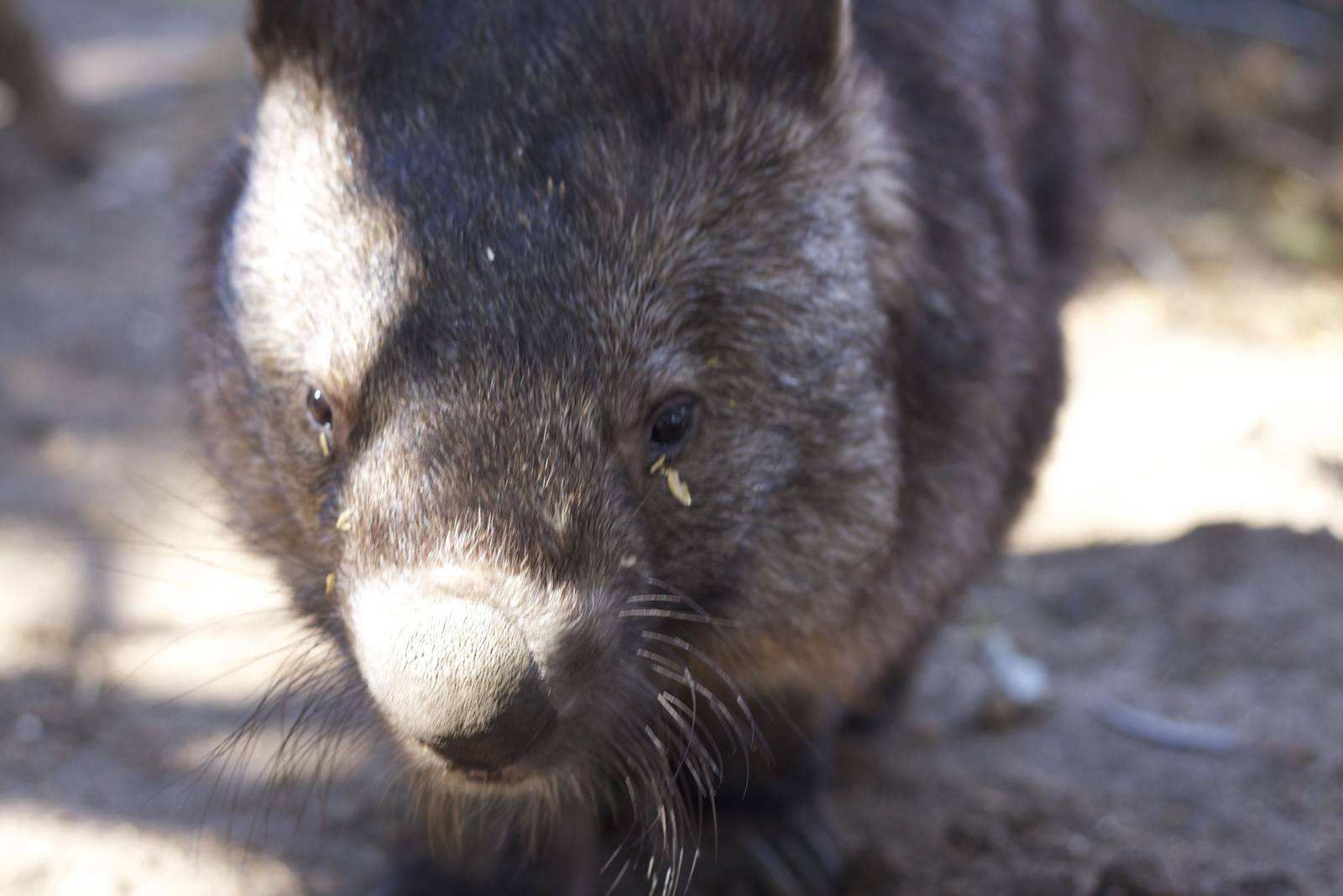 Common wombat