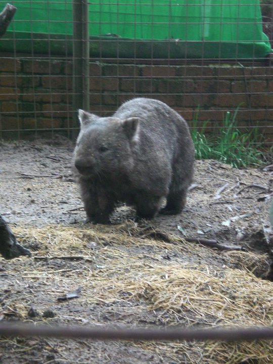 Common Wombat