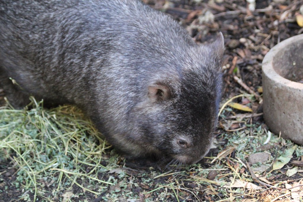 Common Wombat