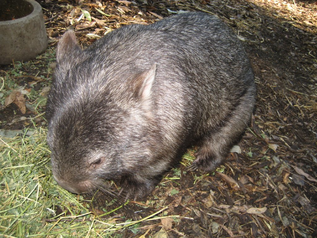 Common Wombat