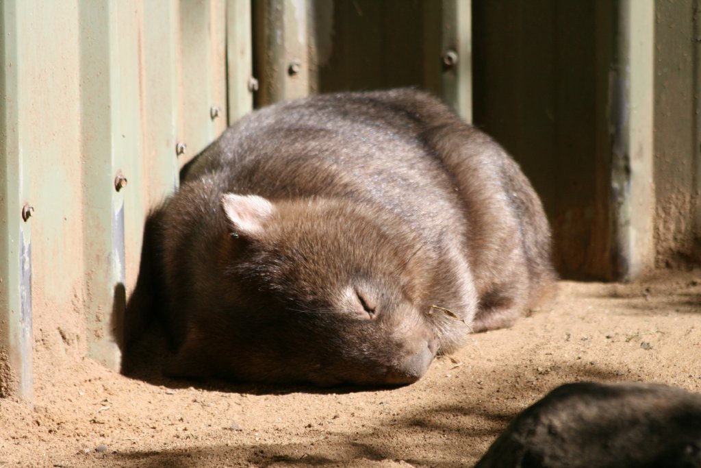 Common Wombat