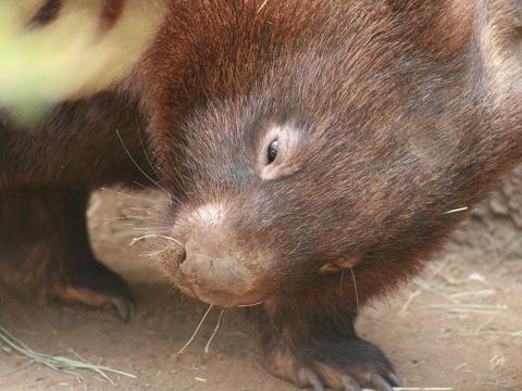 Common Wombat