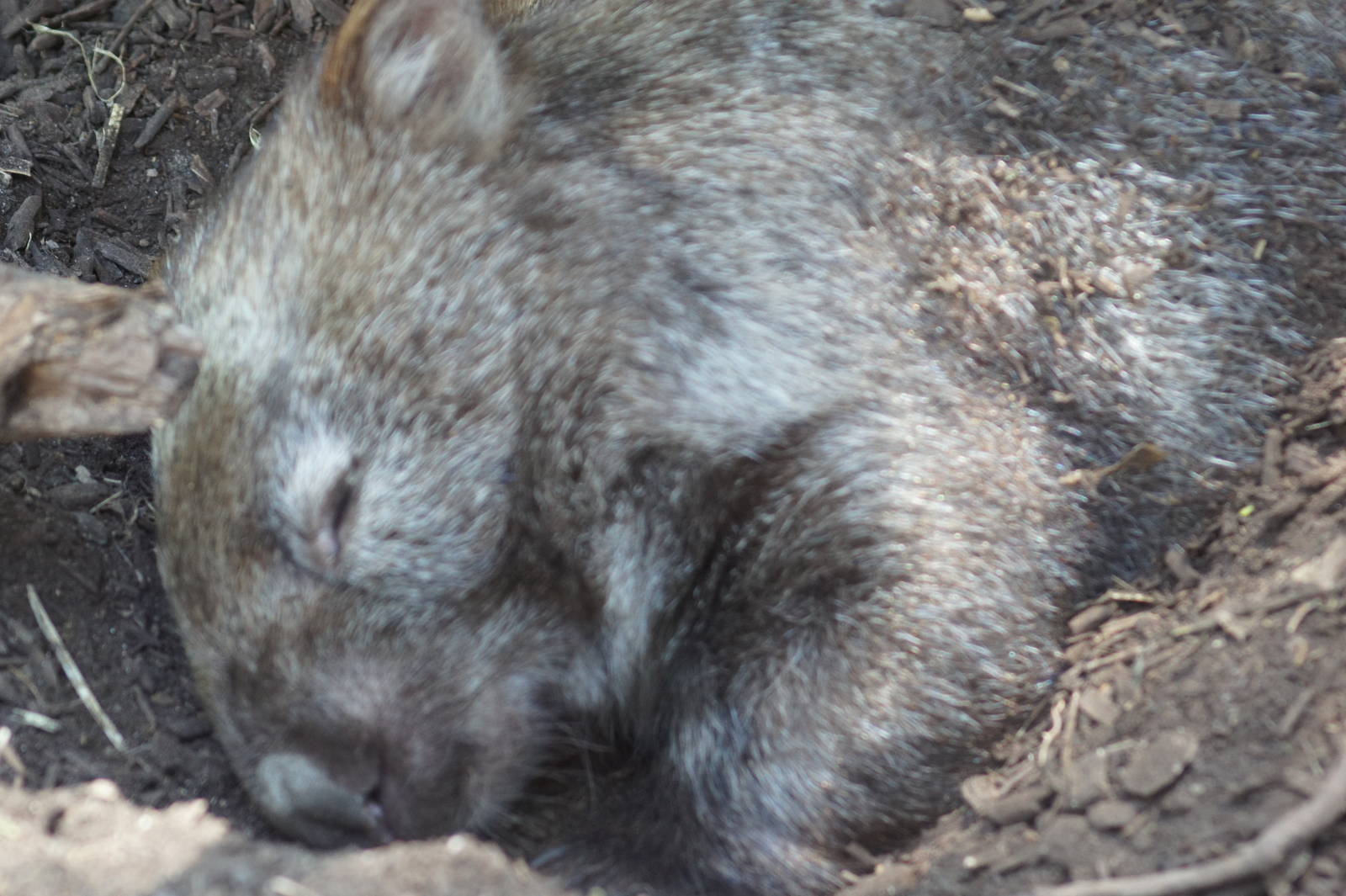 Common wombat